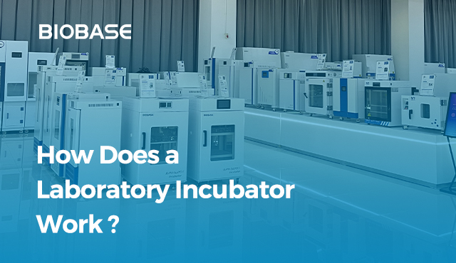 HOW DOES A LABORATORY INCUBATOR WORK?